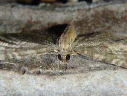 Imagem de Eupithecia haworthiata Doubleday 1856