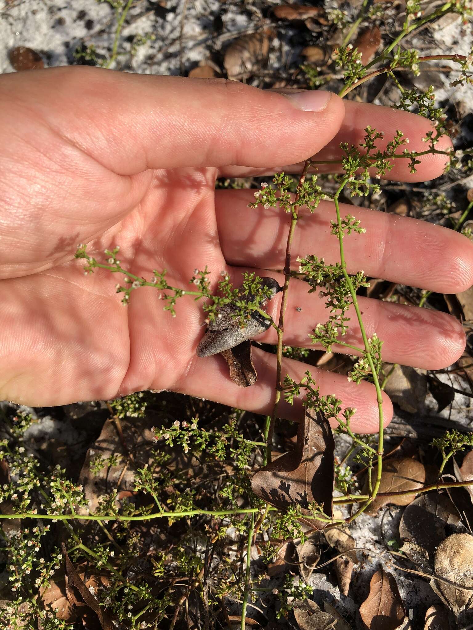 Image of American nailwort