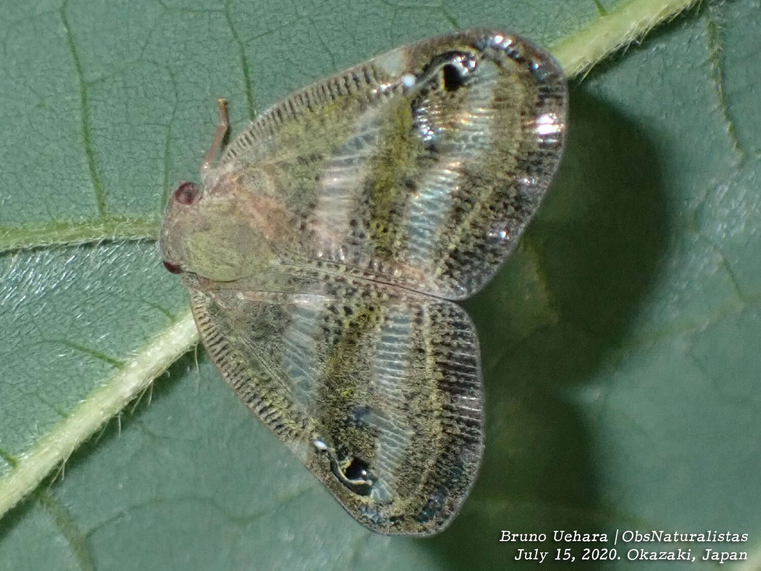 Image of Orosanga japonica (Melichar 1898)