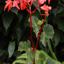 Image of Begonia santarosensis Kuntze