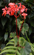 Image of Begonia santarosensis Kuntze