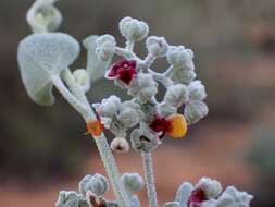 Image of Chenopodium curvispicatum P. G. Wilson