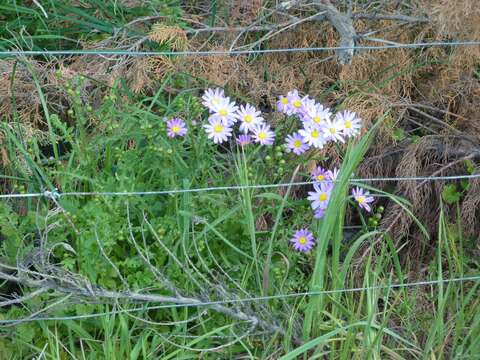 Image of redpurple ragwort