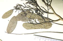 Image of Dalbergia purpurascens Baill.