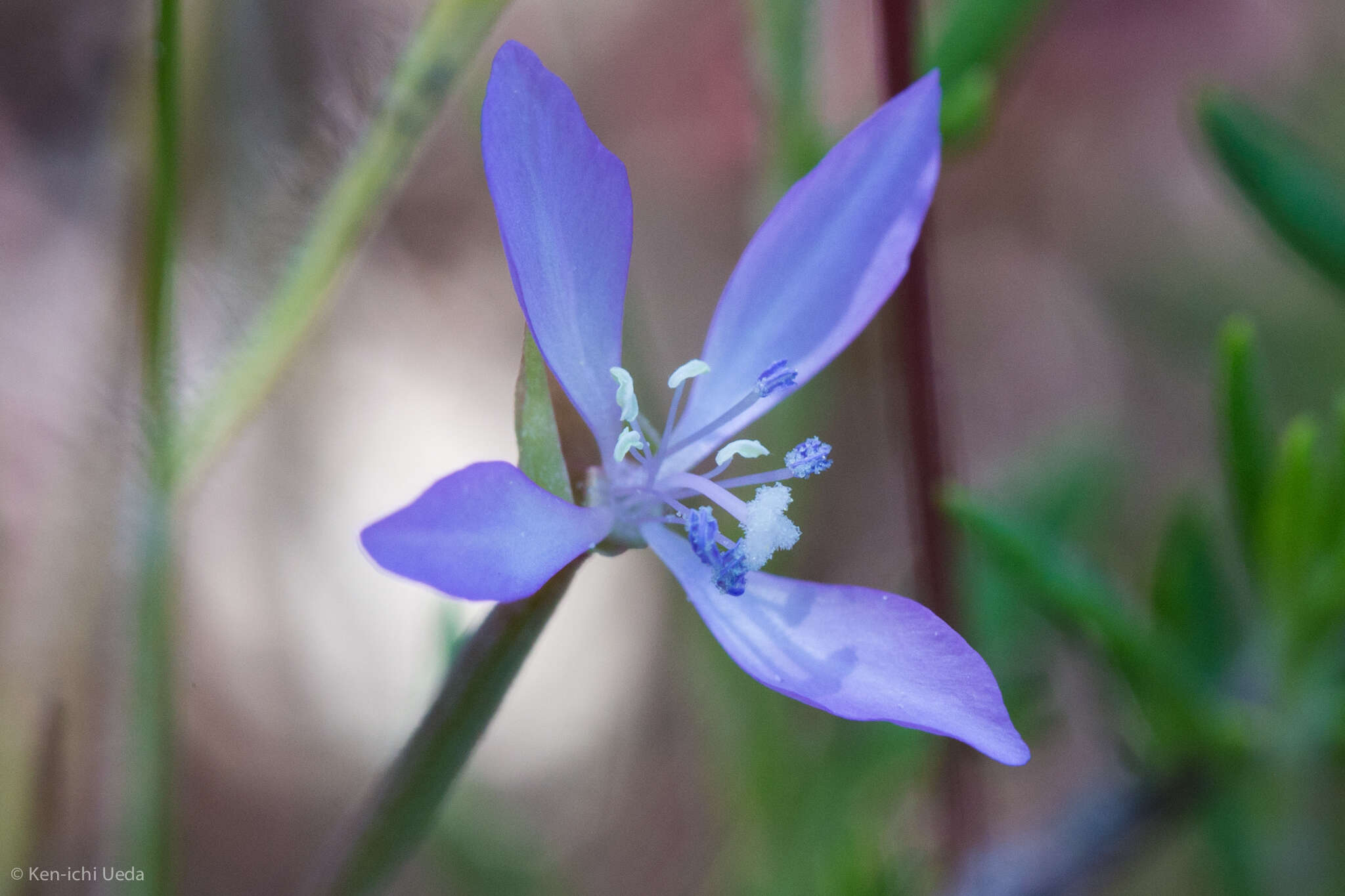 Image of Waltham Creek clarkia