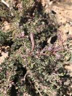 Image of Calliandra redacta (J. H. Ross) Thulin & Asfaw