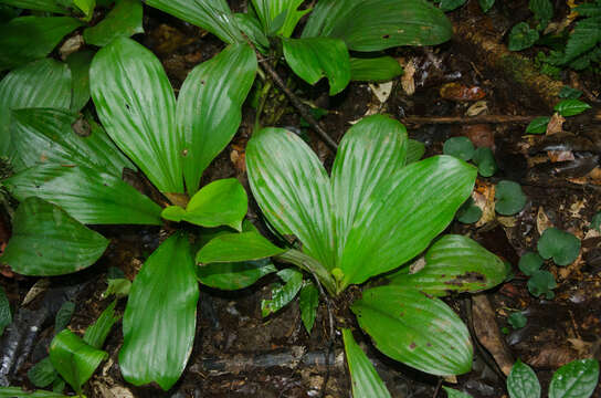 Image of Palisota plicata