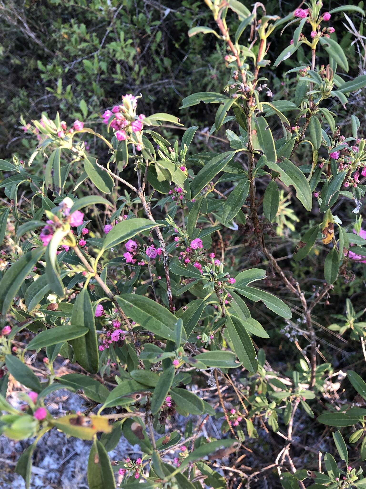 صورة Kalmia angustifolia subsp. carolina (Small) A. Haines