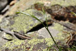 Image of Asplenium septentrionale subsp. caucasicum Fraser-Jenkins & Lovis