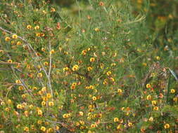 Bossiaea linophylla R. Br. resmi