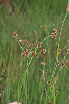 Слика од Juncus oxycarpus E. Meyer ex Kunth