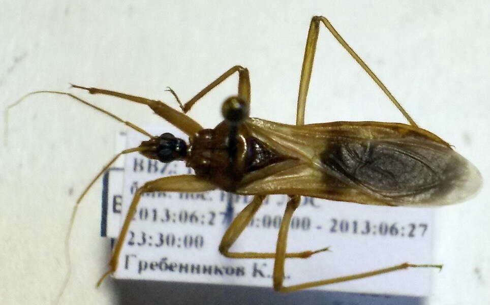 Image of Reduvius testaceus (Herrich-Schaeffer 1848)