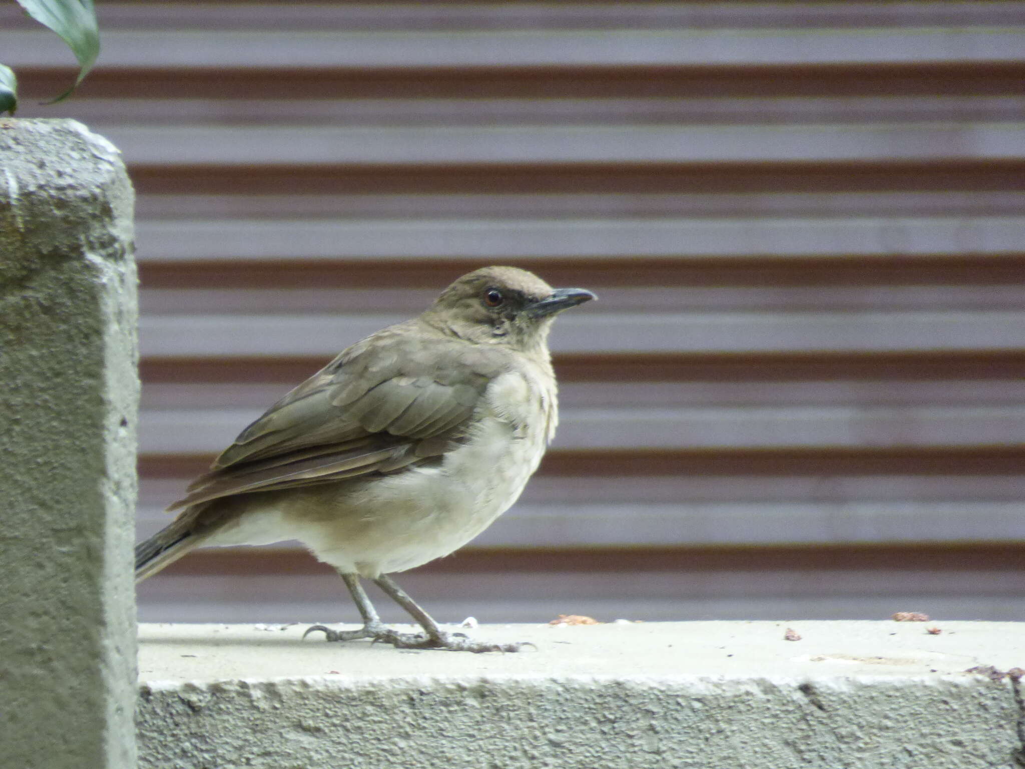 Image of Black-billed Thrush