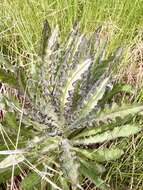 Image of Elk Thistle