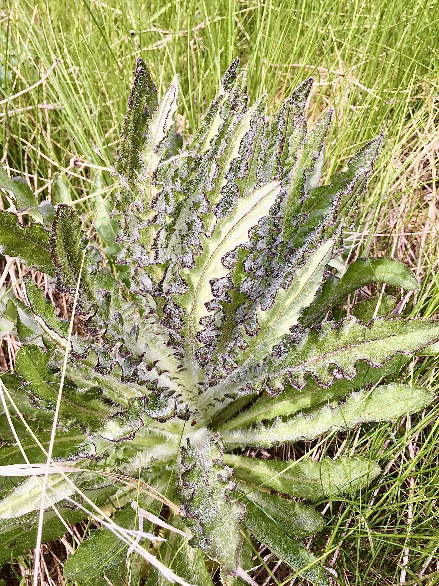 Image of Elk Thistle