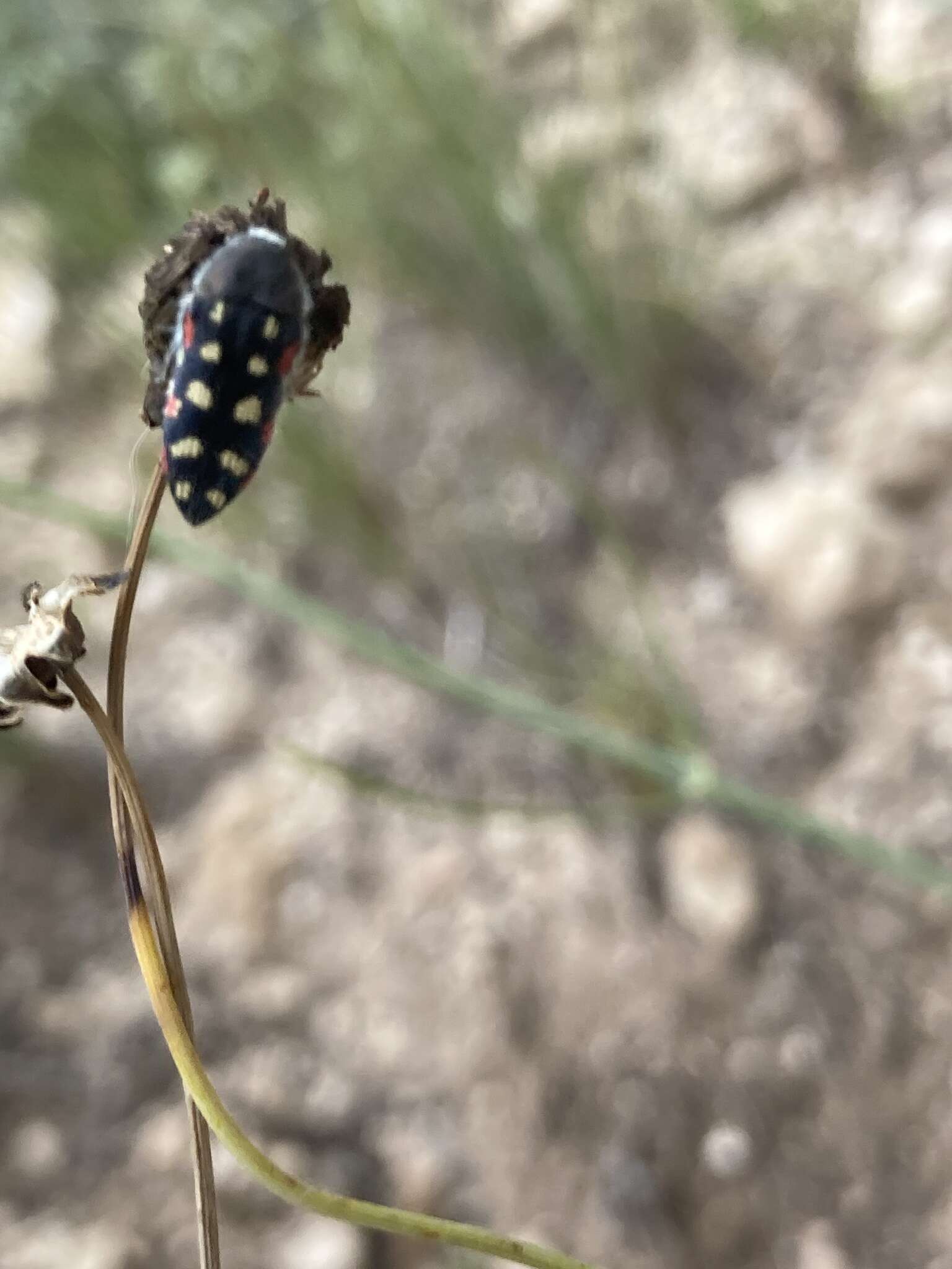 Слика од Acmaeodera gibbula Le Conte 1858