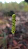 Image de Lomandra preissii (Endl.) Ewart