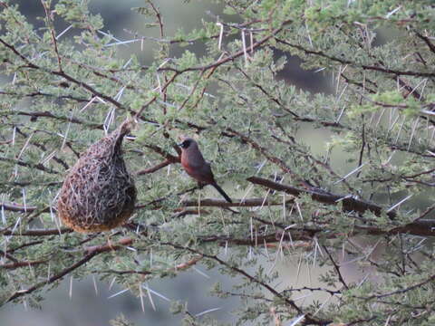 صورة Brunhilda erythronotos (Vieillot 1817)