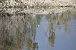 Imagem de Podiceps nigricollis californicus Heermann 1854