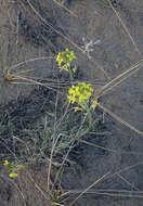 Image of Erysimum flavum subsp. altaicum (C. A. Mey.) Polozhij