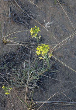 Image of Erysimum flavum (Georgi) Bobrov