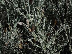 Image of Genista microphylla DC.