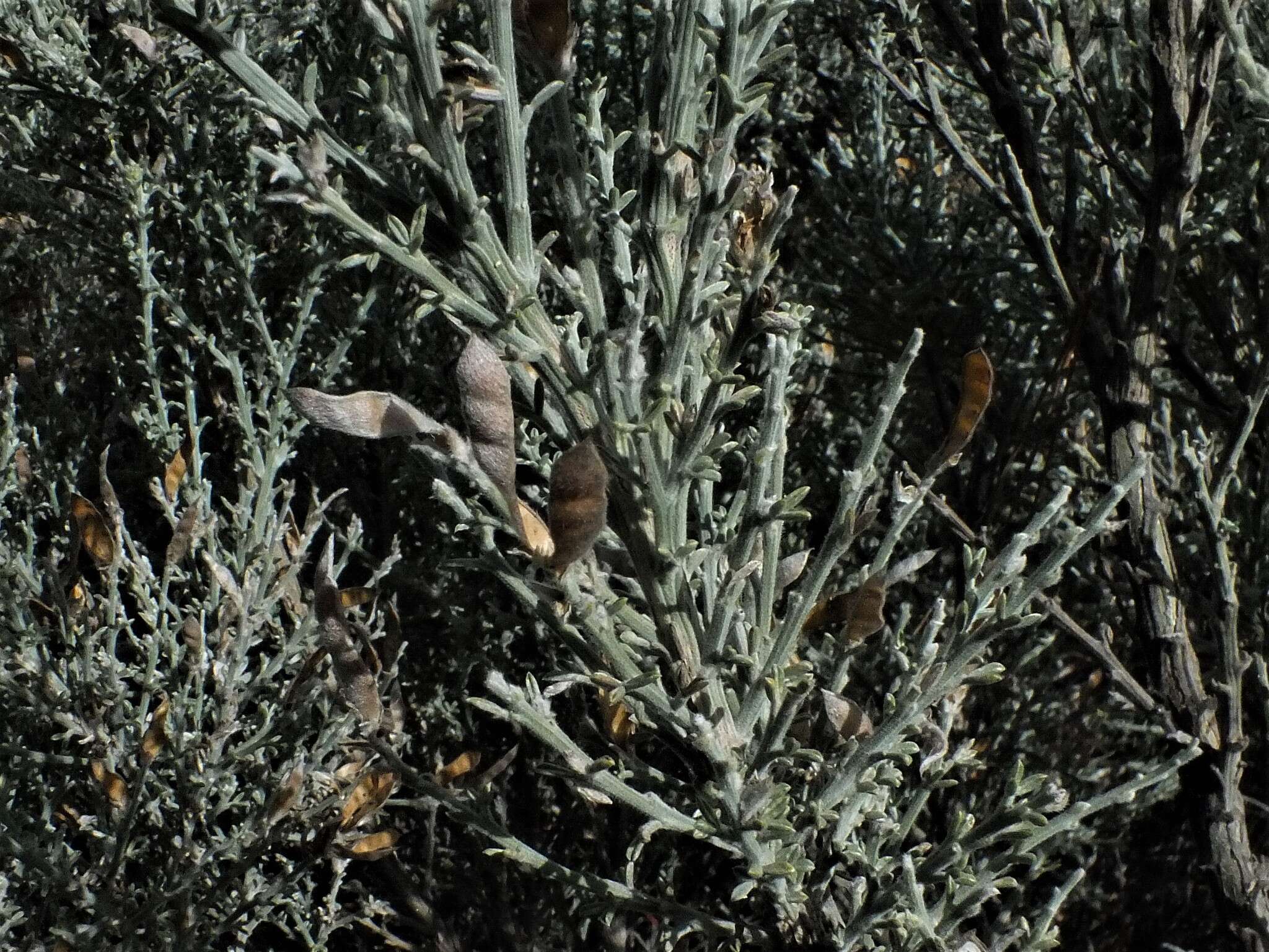 Image of Genista microphylla DC.