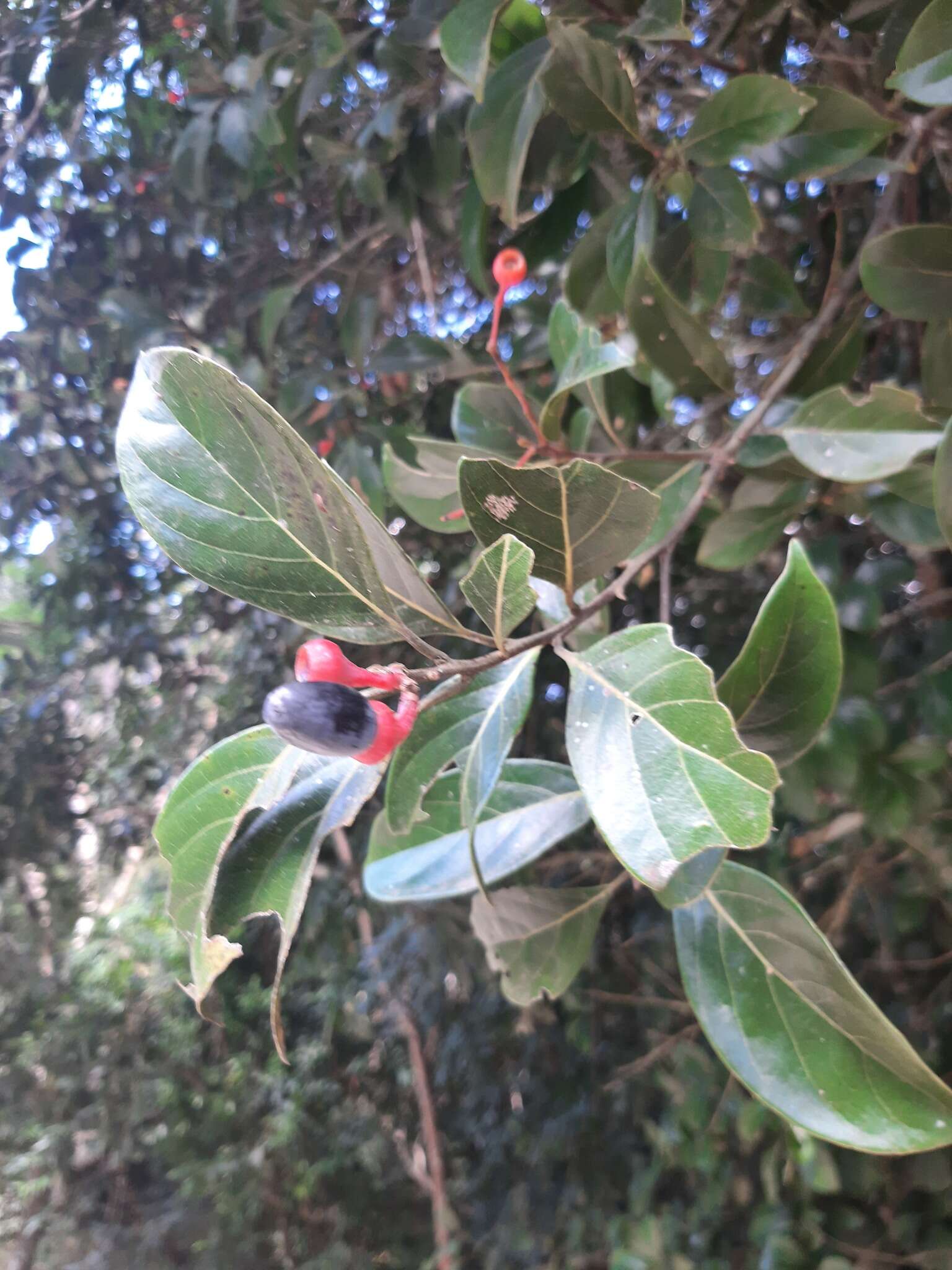 Image de Nectandra grandiflora Nees & Mart. ex Nees