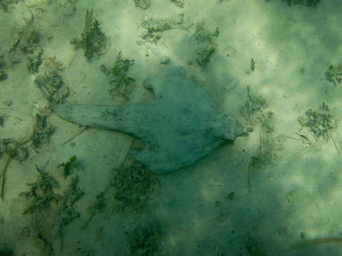 Image of Redbellied batfish