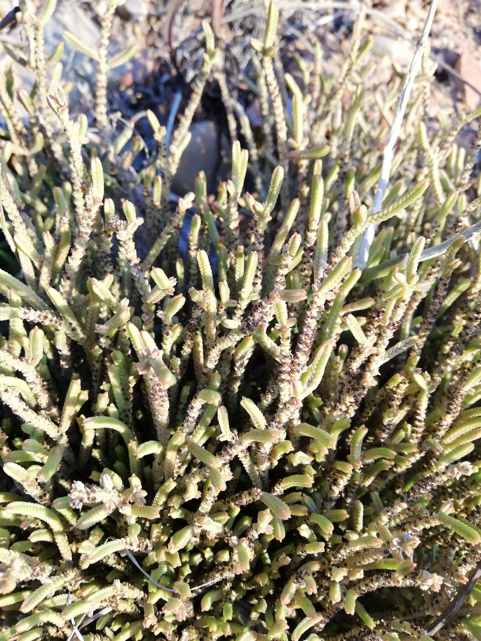 Слика од Crassula muscosa L.