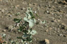 Image of Dyerophytum indicum (Gibs. ex Wight) O. Kuntze