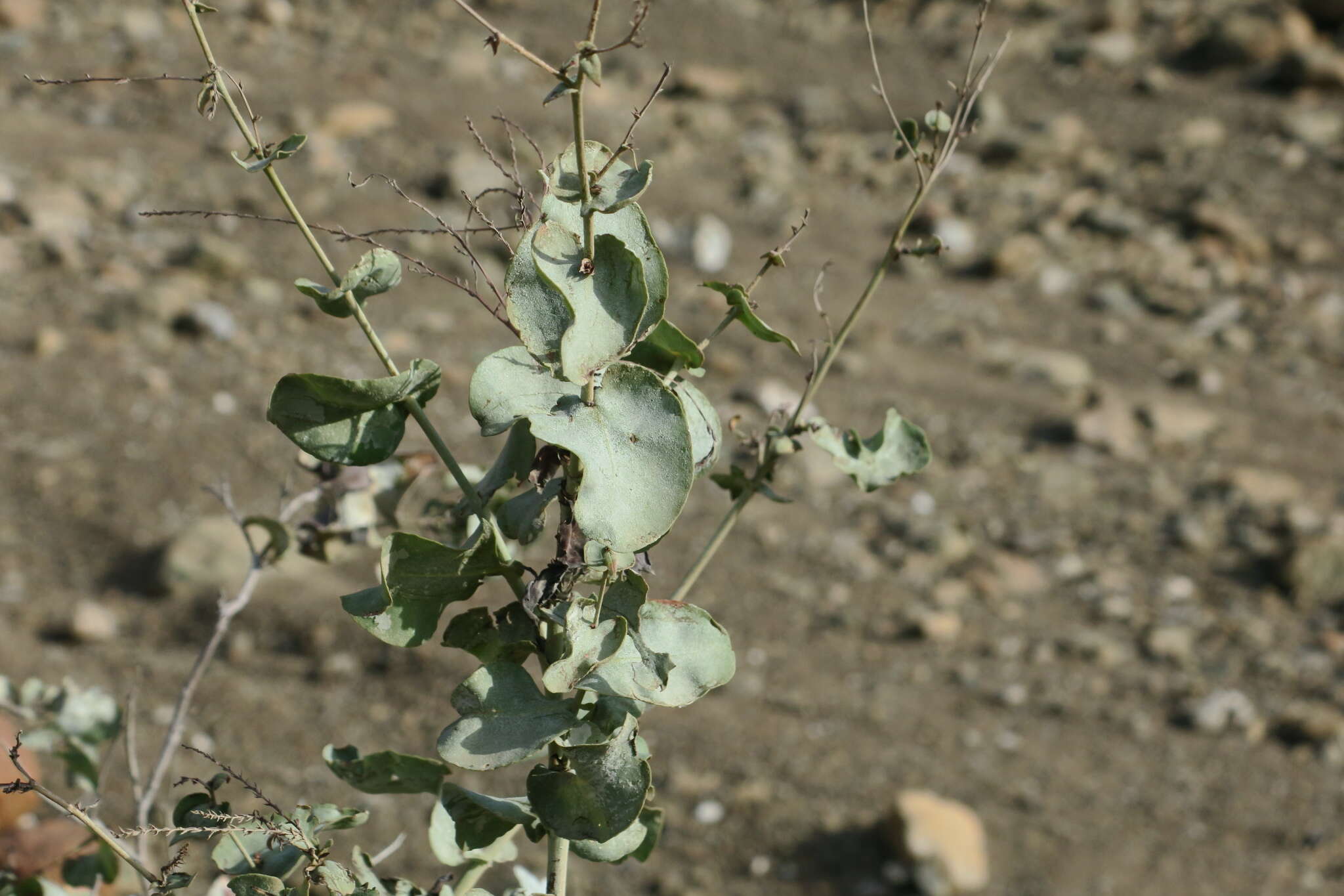 Image of Dyerophytum indicum (Gibs. ex Wight) O. Kuntze