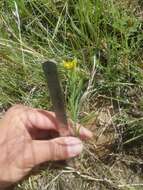 Image of Wyoming flax