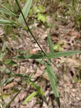 Image of Sampson's-Snakeroot