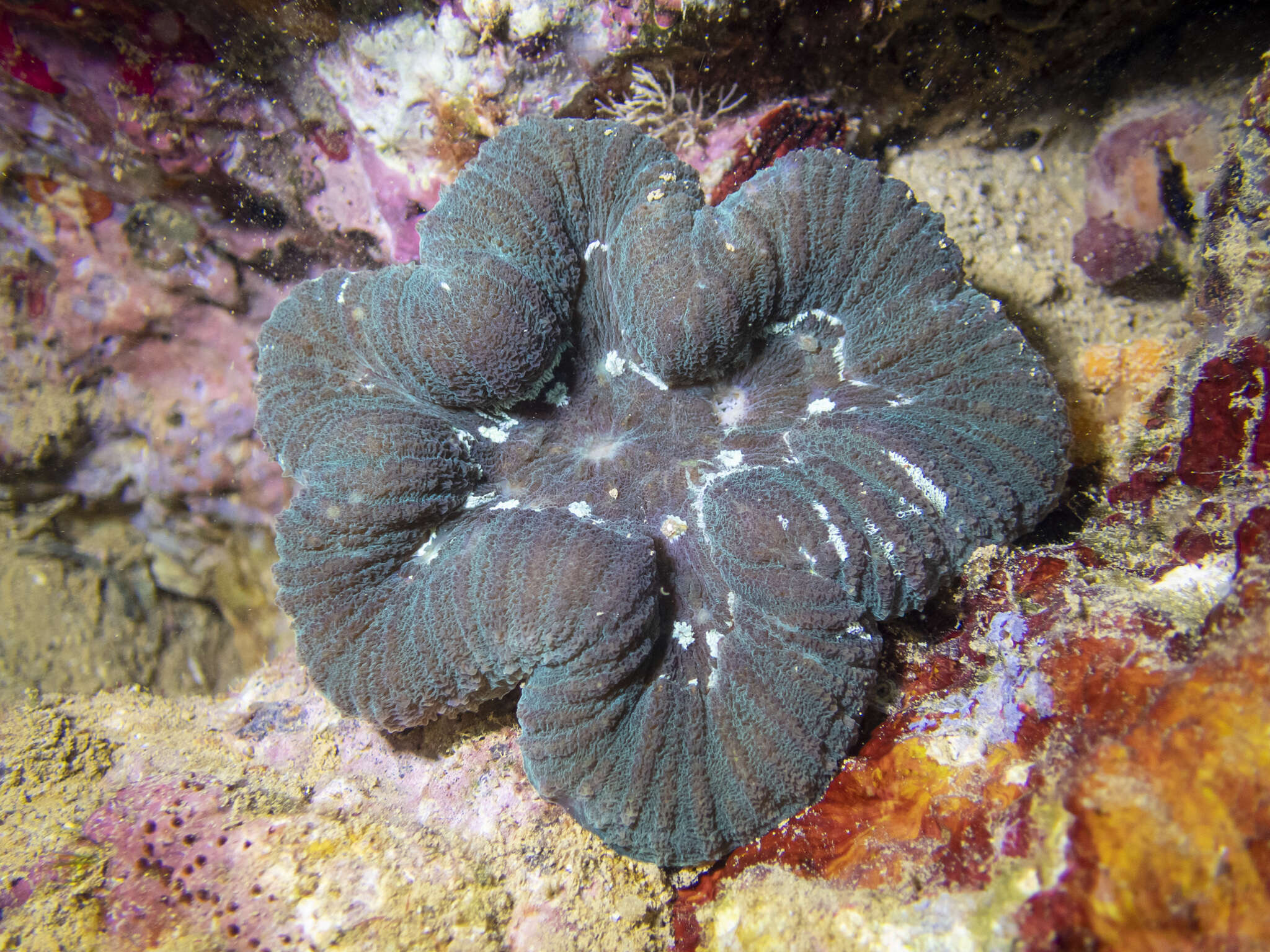 Image of Large single polyp coral