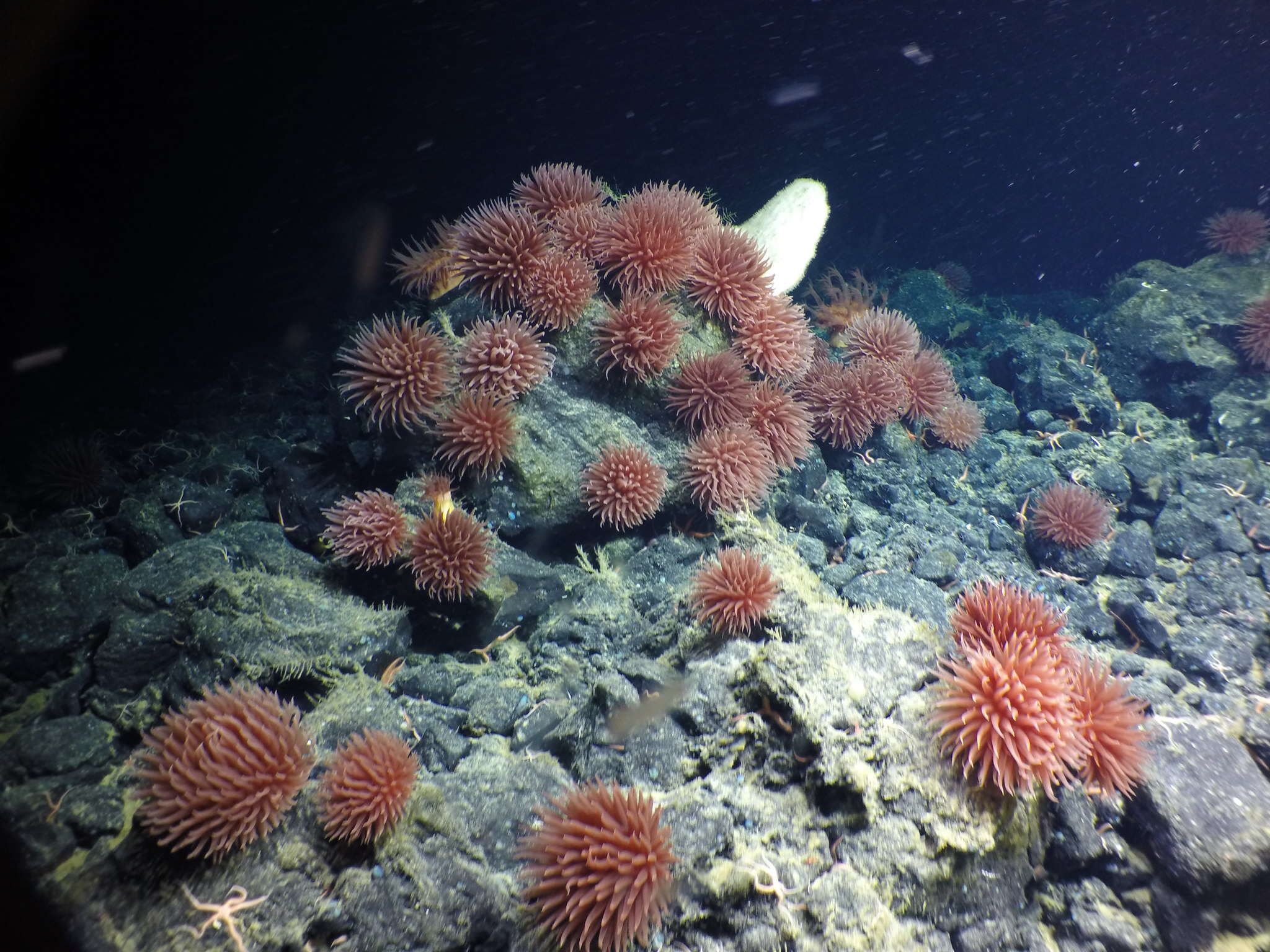 Image of Pom-pom anemone