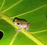 Image de Pristimantis erythropleura (Boulenger 1896)