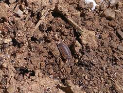 صورة Proporcellio vulcanius (Verhoeff 1908)