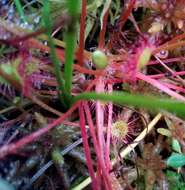 Imagem de Drosera obovata Mert. & Koch