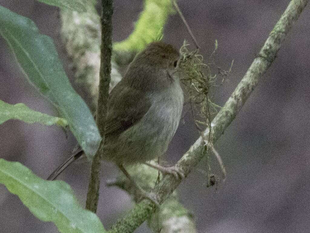 Image of Large-billed Scrubwren