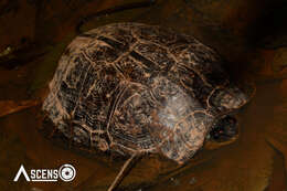 Image of Spot-legged turtle