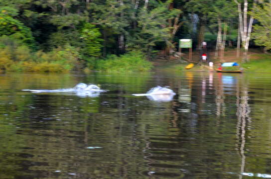Image of Amazon River Dolphin