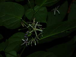 Image of Solanum endopogon subsp. guianense (Bohs) Bohs