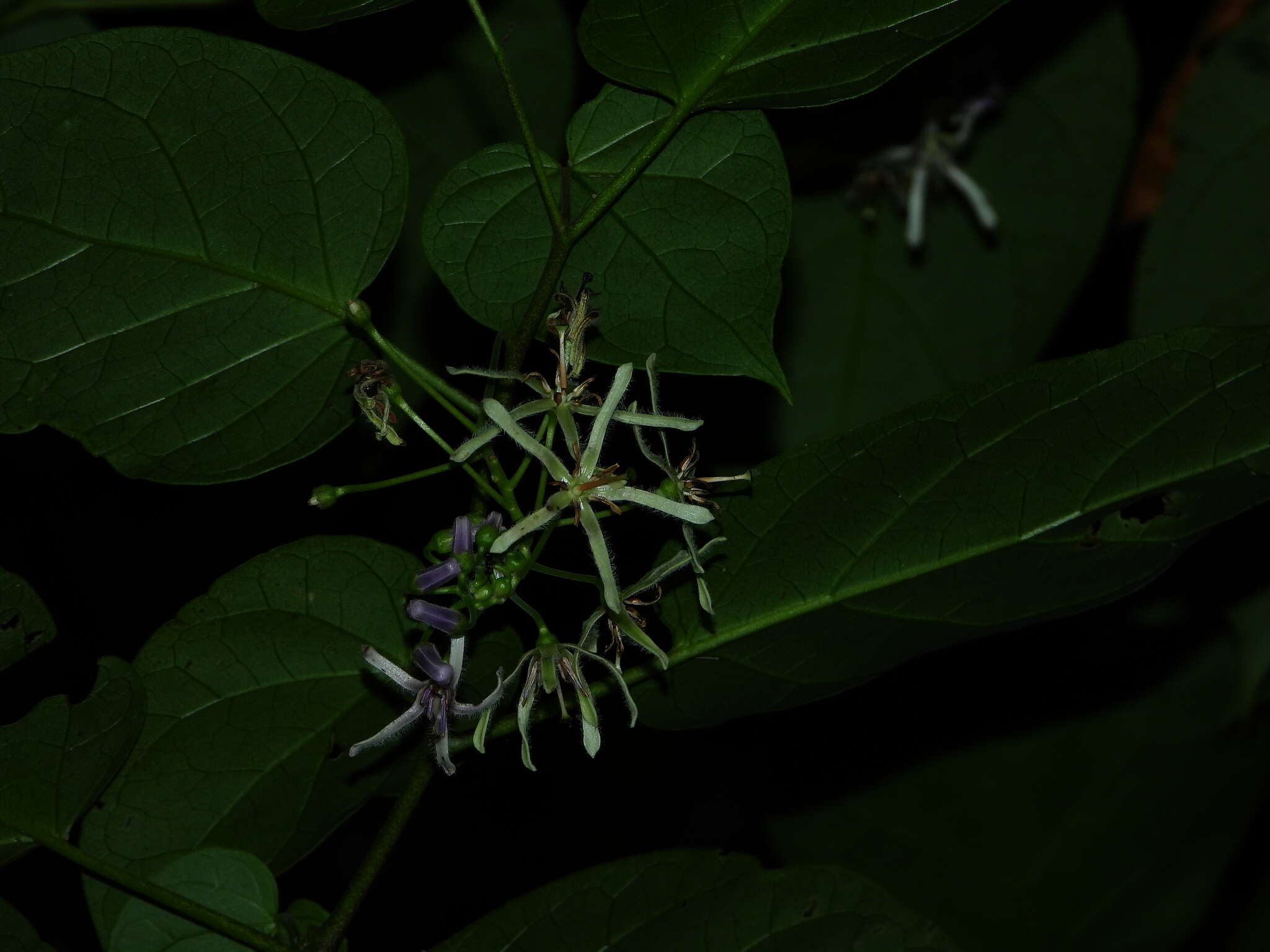 Plancia ëd Solanum endopogon subsp. guianense (Bohs) Bohs