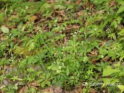 Plancia ëd Galium echinocarpum Hayata