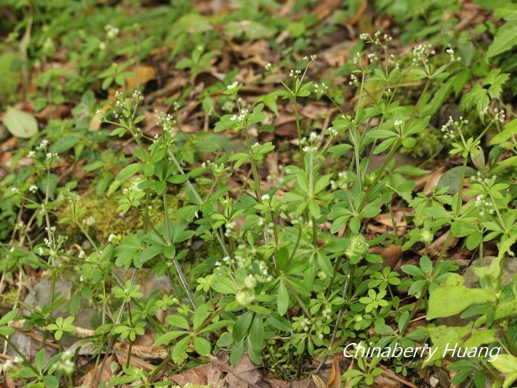 Plancia ëd Galium echinocarpum Hayata