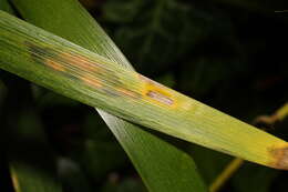 Image of Puccinia iridis Wallr. 1844