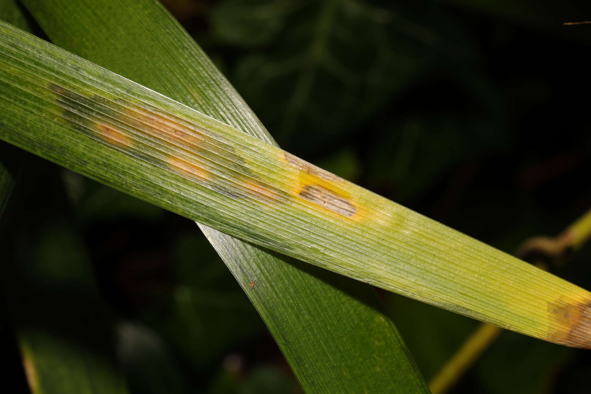 Image of Puccinia iridis Wallr. 1844