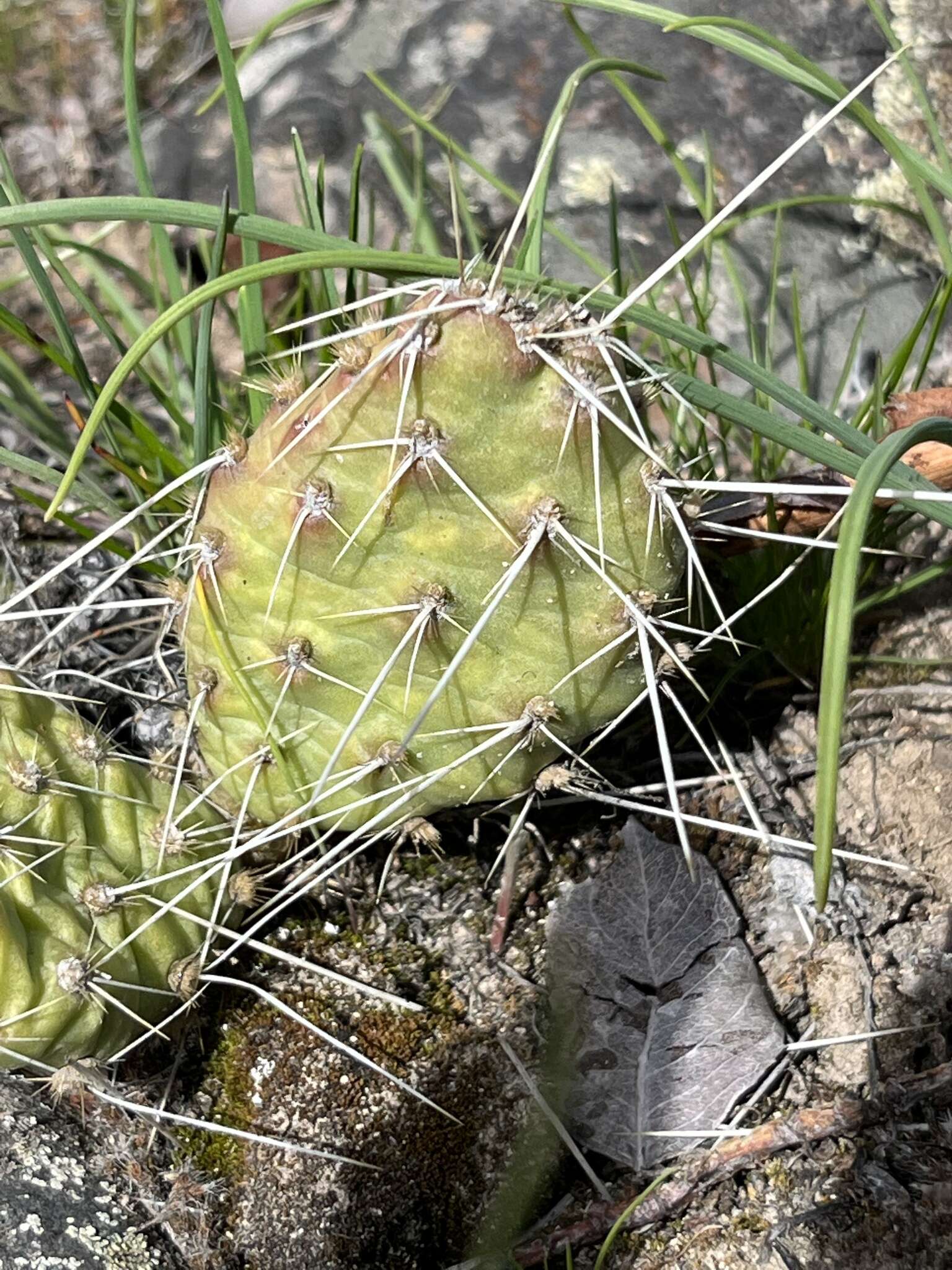 Opuntia columbiana Griffiths resmi