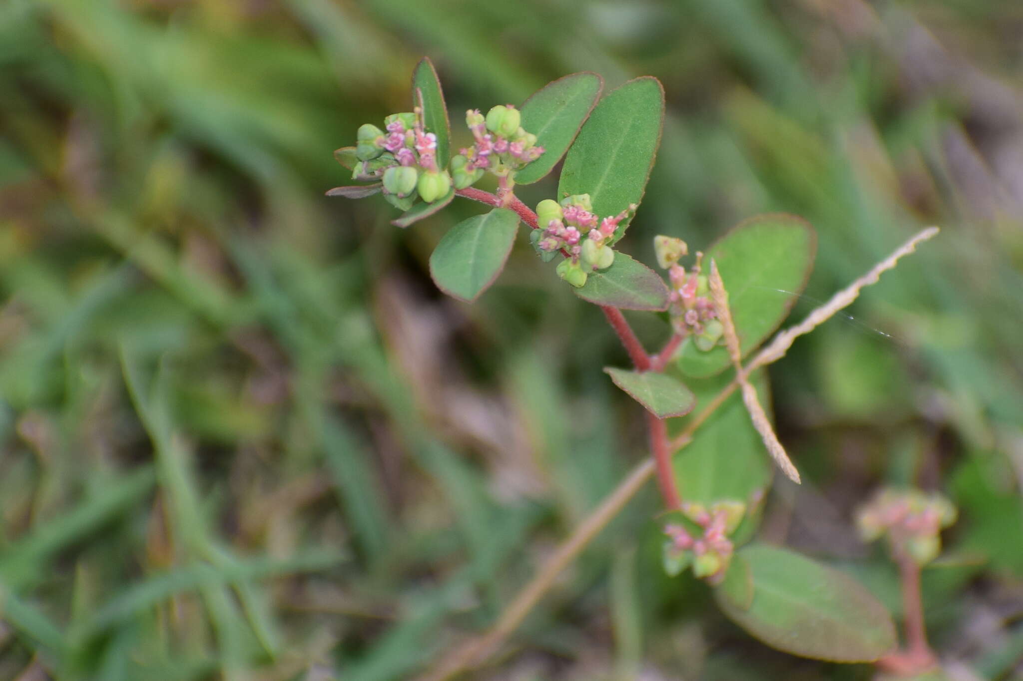 Image of Euphorbia indica Lam.